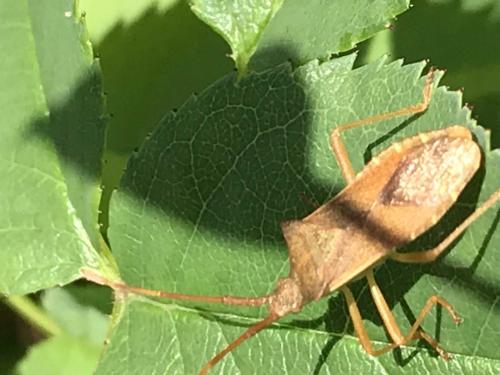 Gonocerus acuteangulatus